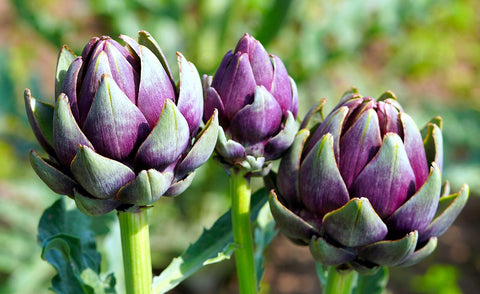 Transform Your Wellness with the Mighty Artichoke!